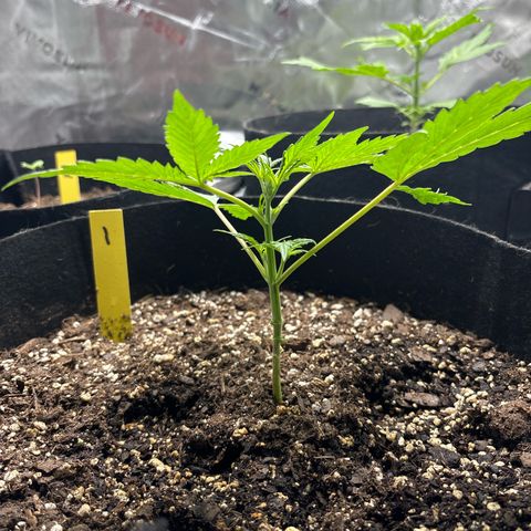 Blue cheese  #1 growlog timeline photo