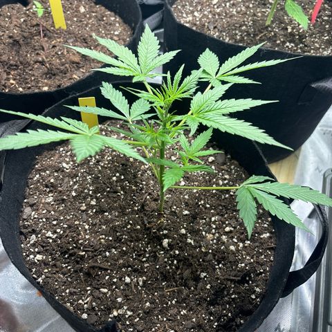 Blue cheese  #1 growlog timeline photo