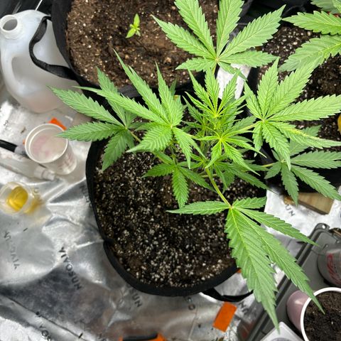 Blue cheese  #1 growlog timeline photo