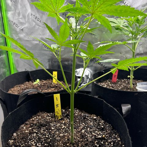 Blue cheese  #1 growlog timeline photo