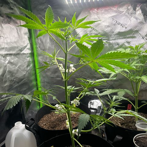 Blue cheese  #1 growlog timeline photo