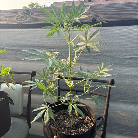 Blue cheese  #1 growlog photo: Super tall, decided to not top either of the blue cheese, to see what it does 