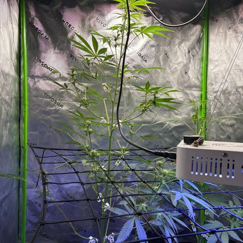 Blue cheese  #1 growlog photo: 4 ft tall