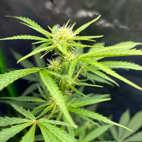 Blue cheese  #1 growlog photo: 4 ft tall