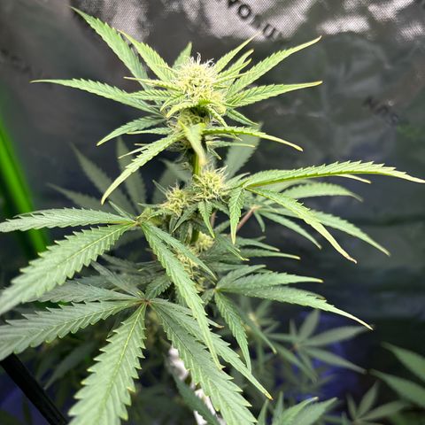 Blue cheese  #1 growlog timeline photo