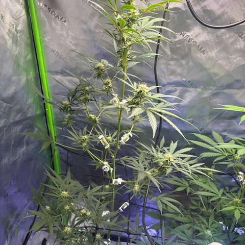 Blue cheese  #1 growlog photo: A little nute burn 