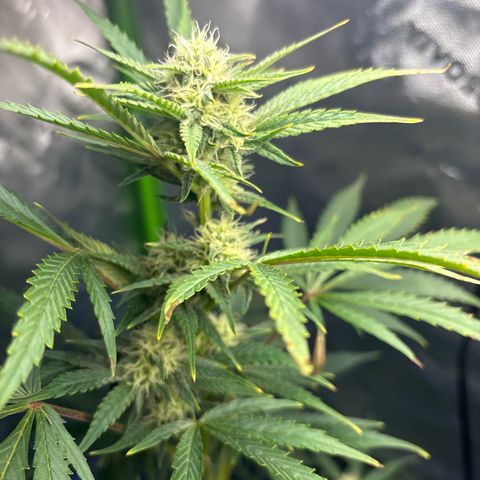 Blue cheese  #1 growlog photo: A little nute burn 