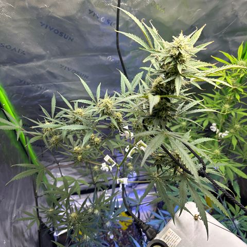 Blue cheese  #1 growlog timeline photo