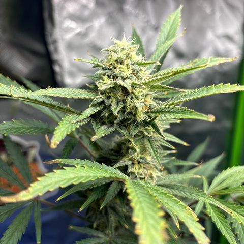 Blue cheese  #1 growlog timeline photo
