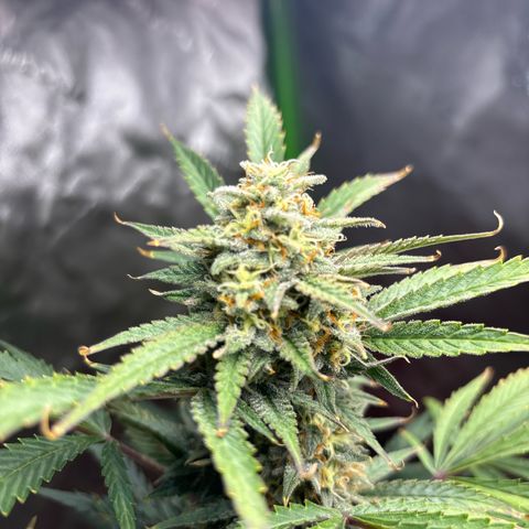 Blue cheese  #1 growlog timeline photo