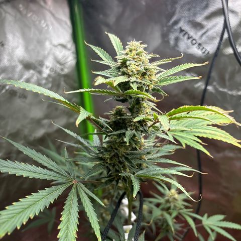Blue cheese  #1 growlog timeline photo