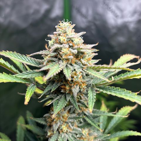 Blue cheese  #1 growlog timeline photo