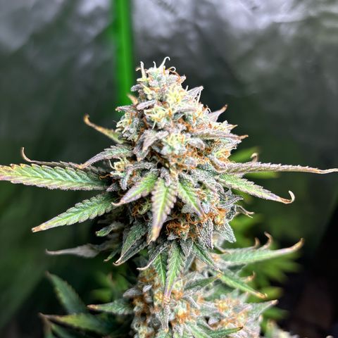 Blue cheese  #1 growlog timeline photo