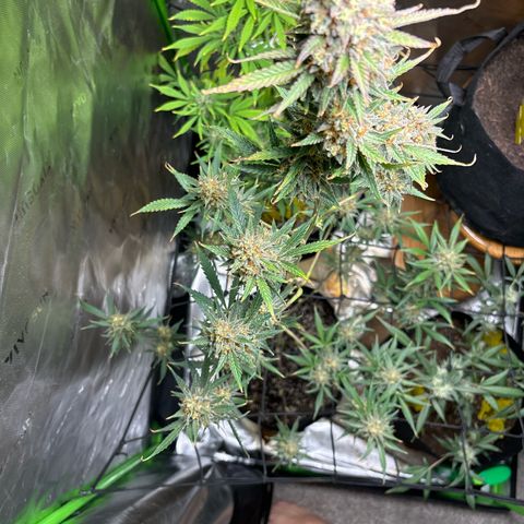 Blue cheese  #1 growlog timeline photo