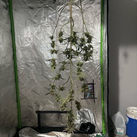 Blue cheese  #1 growlog timeline photo