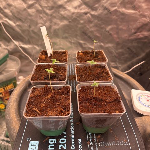 Push OG growlog timeline photo
