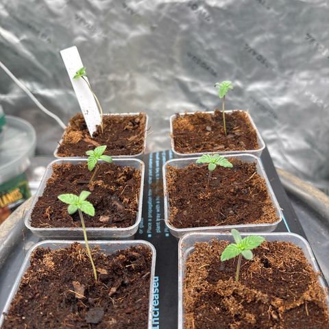 Push OG growlog timeline photo