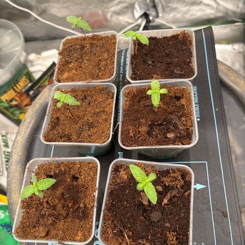 Push OG growlog timeline photo