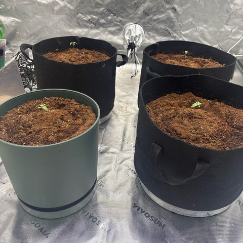 Push OG growlog timeline photo