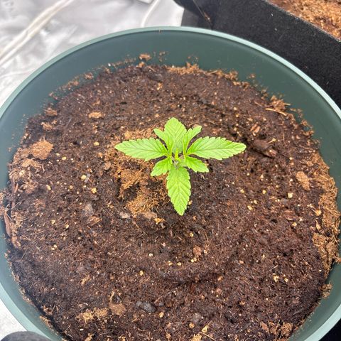Push OG growlog timeline photo
