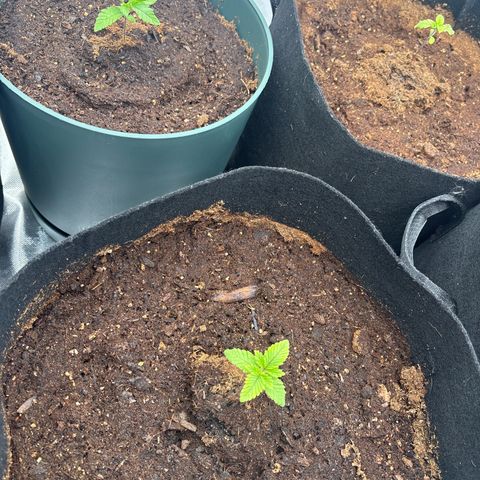 Push OG growlog timeline photo