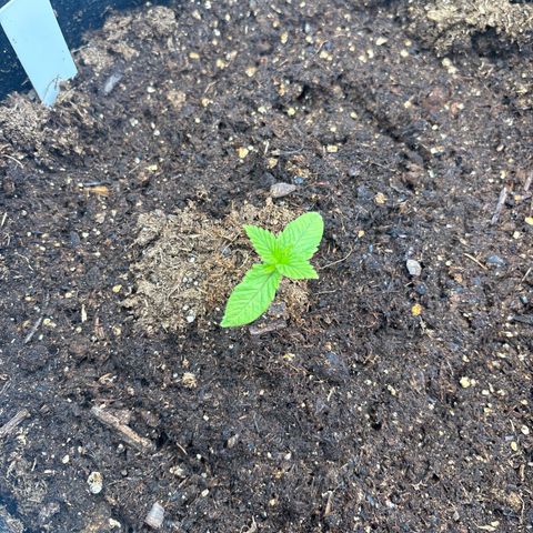 Push OG growlog timeline photo