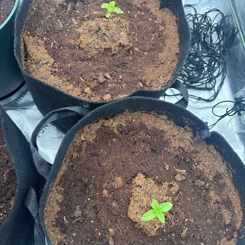 Push OG growlog timeline photo