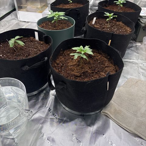 Push OG growlog timeline photo