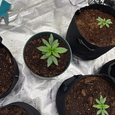 Push OG growlog timeline photo