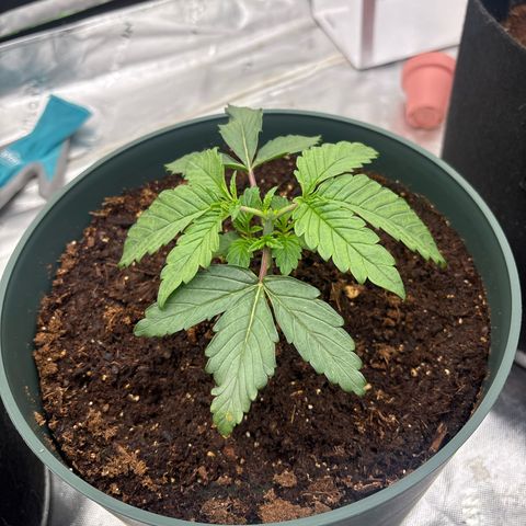 Push OG growlog photo: Topped the first one at 4th node