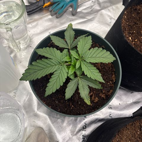 Push OG growlog timeline photo