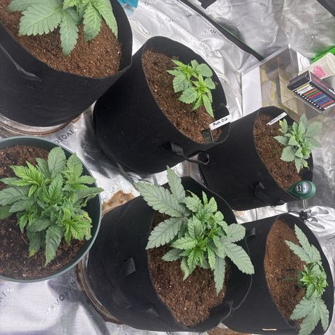 Push OG growlog timeline photo