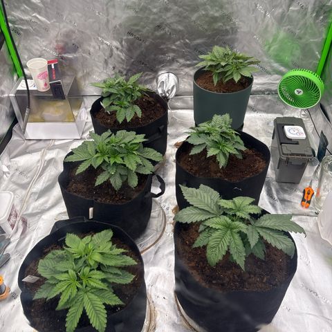 Push OG growlog photo: Using less water because it takes a full week for the soil to become dry so I’m able to water again 