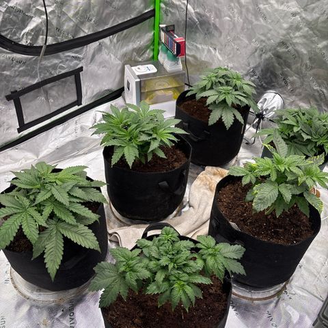 Push OG growlog timeline photo