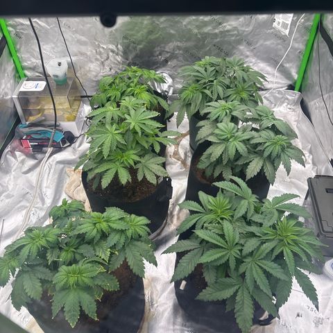 Push OG growlog timeline photo