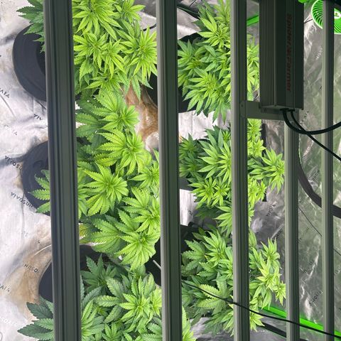 Push OG growlog timeline photo