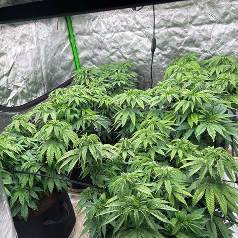 Push OG growlog timeline photo