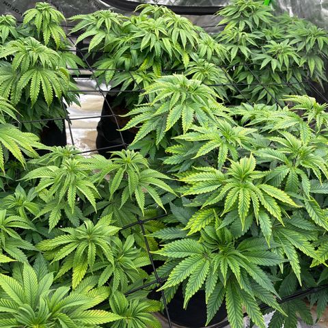 Push OG growlog timeline photo