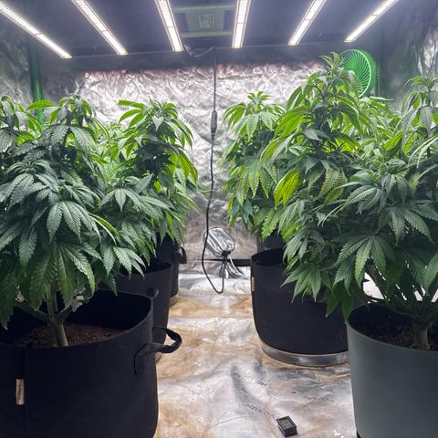 Push OG growlog timeline photo