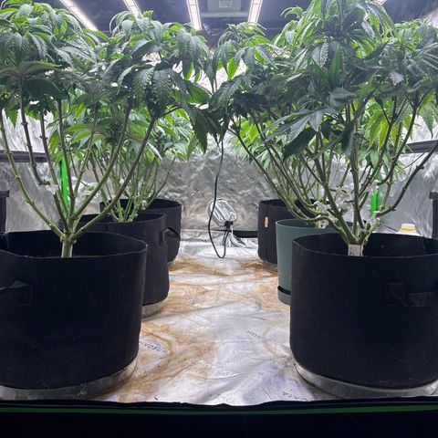 Push OG growlog timeline photo