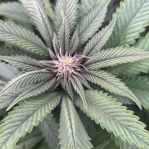 Push OG growlog timeline photo