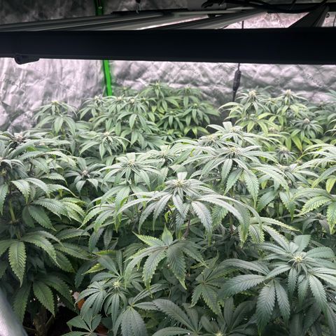 Push OG growlog timeline photo