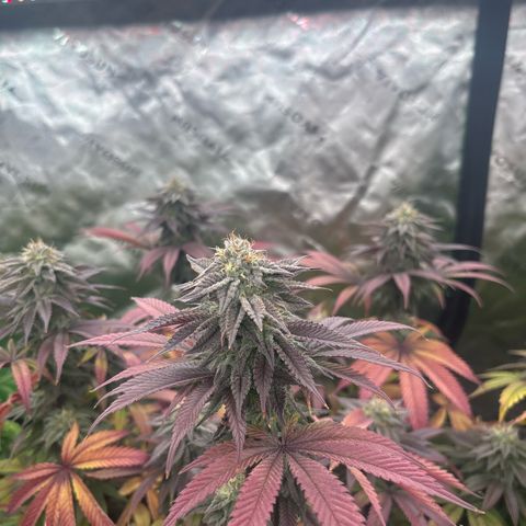 Push OG growlog timeline photo