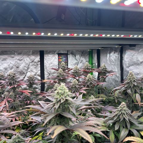 Push OG growlog timeline photo