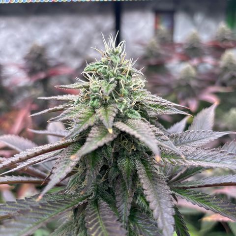 Push OG growlog timeline photo