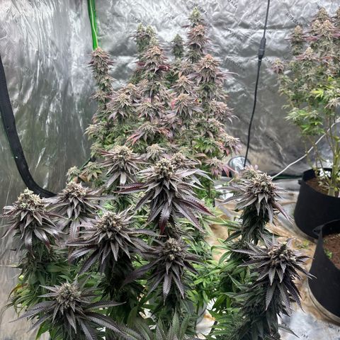 Push OG growlog timeline photo