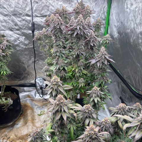 Push OG growlog timeline photo
