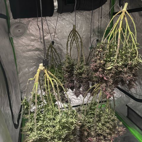 Push OG growlog timeline photo