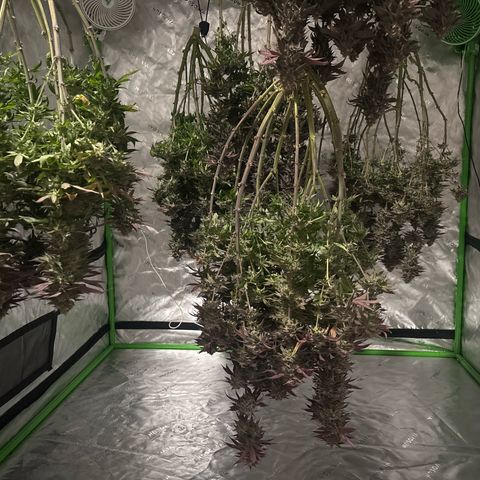 Push OG growlog timeline photo