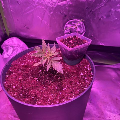 Blue cheese auto growlog photo: Transplanted one today, once I mix up more coco and dirt I’ll transplant the next one 